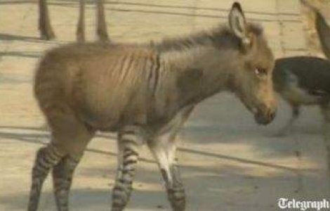  Video  S-a nascut zebra-magar!