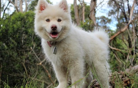  Top  10 imagini cu animale care par sa ne zambeasca pentru a ne binedispune