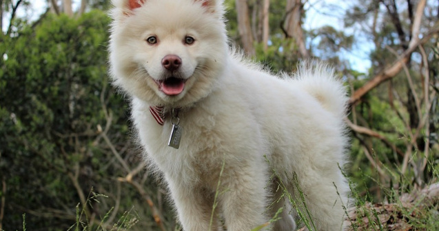  Top  10 imagini cu animale care par sa ne zambeasca pentru a ne binedispune