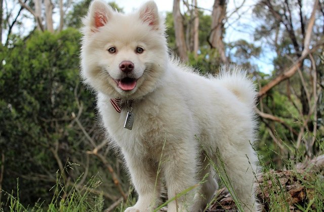 10 imagini cu animale care par sa ne zambeasca pentru a ne binedispune