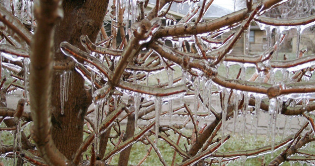  Top  De vis sau de cosmar? 10+ imagini impresionante dupa ploi inghetate