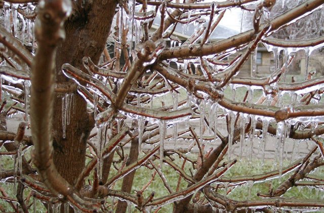 De vis sau de cosmar? 10+ imagini impresionante dupa ploi inghetate