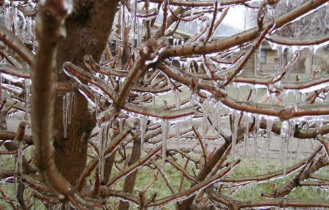  Top  De vis sau de cosmar? 10+ imagini impresionante dupa ploi inghetate
