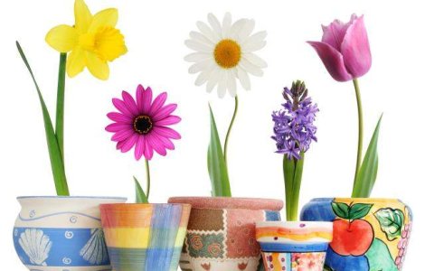 Perchezitii la florariile din Bucuresti si Ilfov