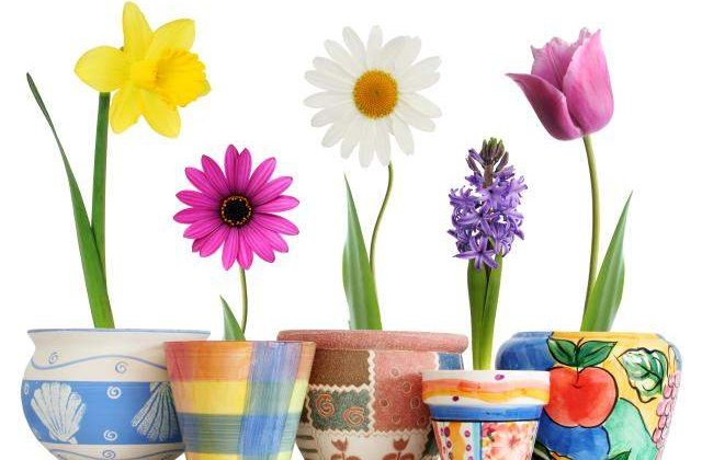 Perchezitii la florariile din Bucuresti si Ilfov