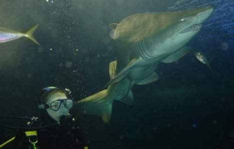  Top  Adio rechini!? (Nu va bucurati, nu este un lucru bun)