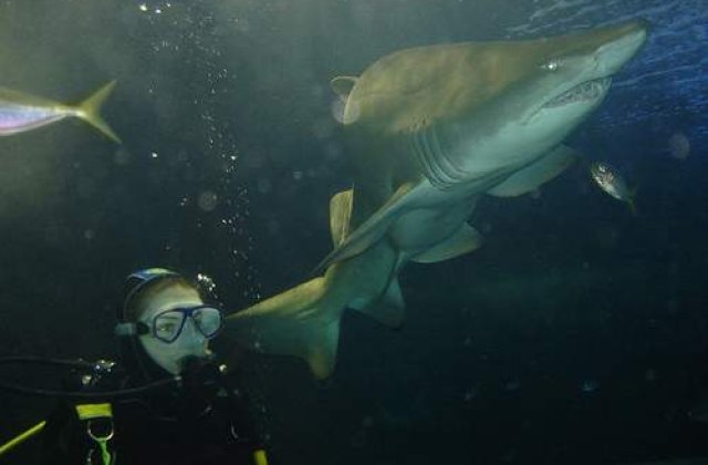 Adio rechini!? (Nu va bucurati, nu este un lucru bun)