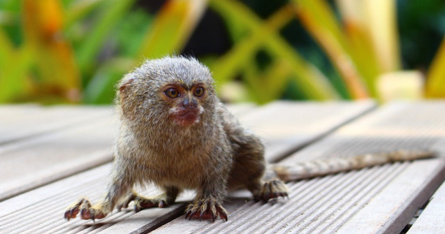  Top  10+ cele mai mici animale din lume