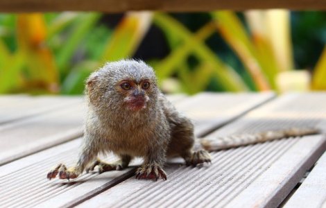  Top  Simpatice si pline de viata! 10+ cele mai mici animale din lume