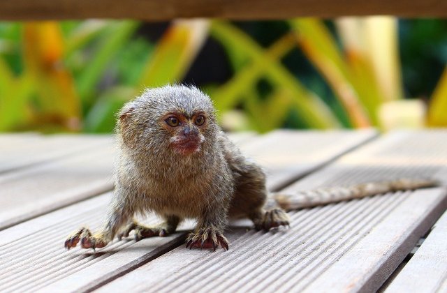 Simpatice si pline de viata! 10+ cele mai mici animale din lume