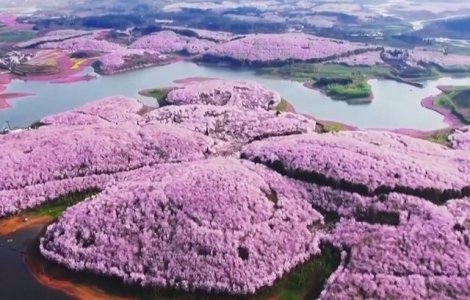 Spectacolul naturii: imagini superbe cu ciresii infloriti in China