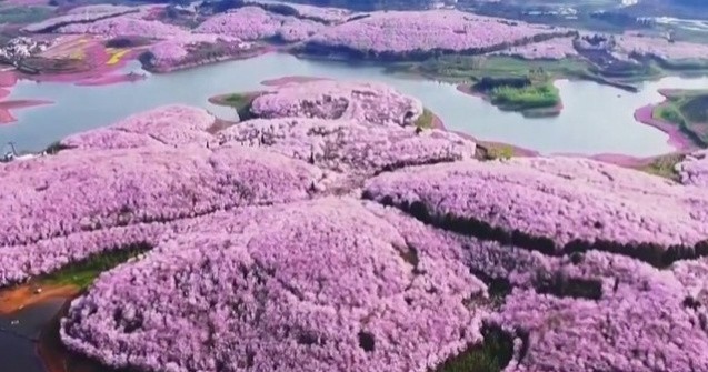 Spectacolul naturii: imagini superbe cu ciresii infloriti in China