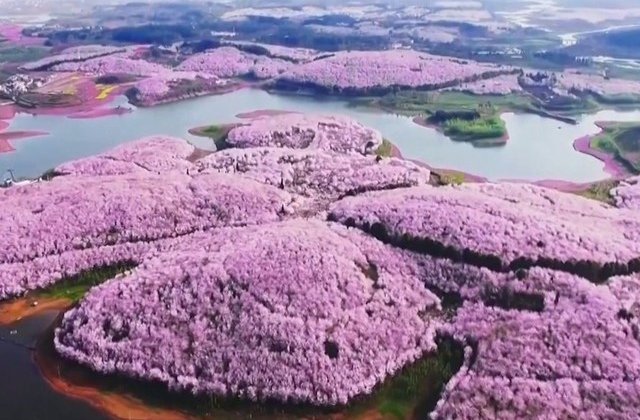 [VIDEO] Spectacolul naturii: imagini superbe cu ciresii infloriti in China