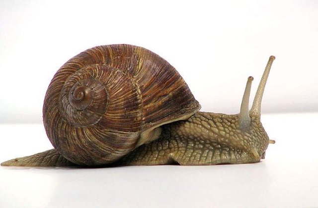 Ce specie supravietuieste dupa ce este mancata?