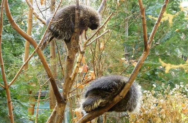 Cele mai bizare ritualuri de imperechere