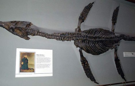  Video  Cel mai mare PRADATOR de pe Pamant a fost descoperit