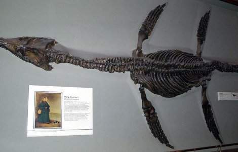  Video  Cel mai mare PRADATOR de pe Pamant a fost descoperit