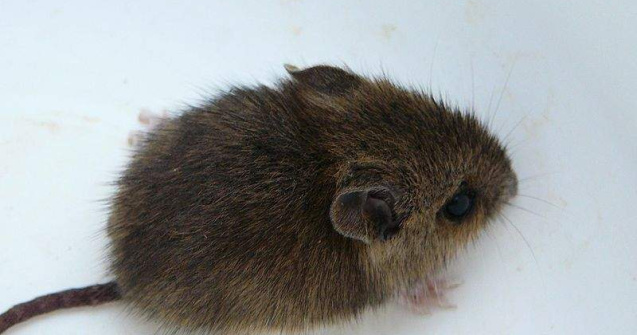 La asta nu ne-am fi asteptat: Japonezii au creat soarecii ciripitori