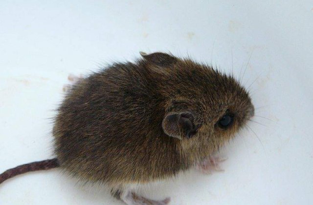 La asta nu ne-am fi asteptat: Japonezii au creat soarecii ciripitori