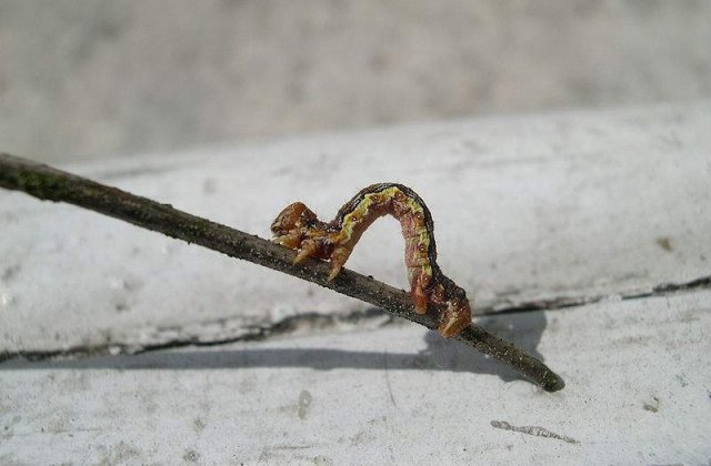 De ce este necesar sexul? Cercetatorii au aflat raspunsul