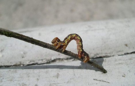 De ce este necesar sexul? Cercetatorii au aflat raspunsul