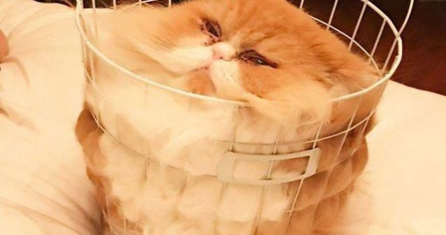  Top  10 dovezi imbatabile ca pisicile pot lua ORICE forma