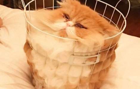  Top  10 dovezi imbatabile ca pisicile pot lua ORICE forma