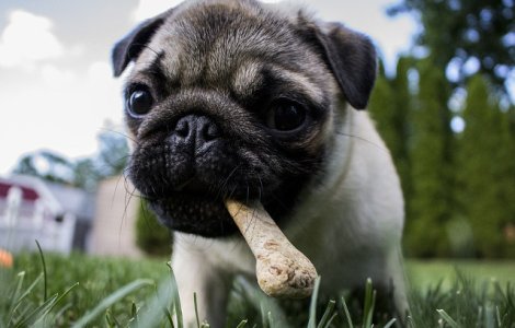  Top  8 cele mai bune rase de caini pentru persoanele introvertite