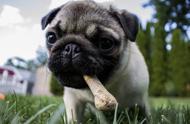 8 cele mai bune rase de caini pentru persoanele introvertite