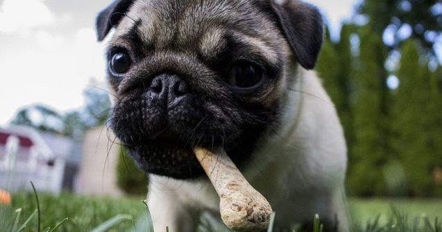  Top  8 cele mai bune rase de caini pentru persoanele introvertite