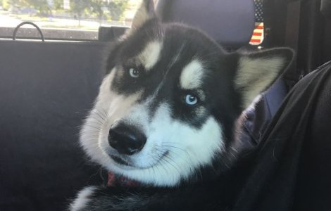  Top  10+ imagini care demonstreaza ca Husky sunt cei mai amuzanti si expresivi caini