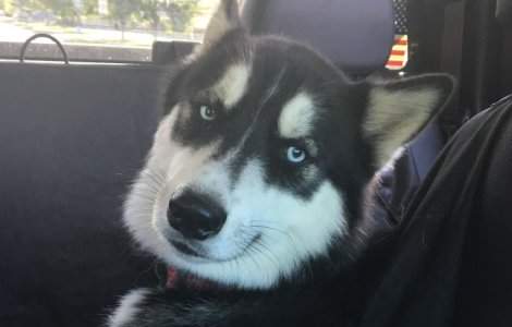  Top  10+ imagini care demonstreaza ca Husky sunt cei mai amuzanti si expresivi caini