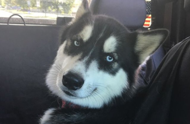 10+ imagini care demonstreaza ca Husky sunt cei mai amuzanti si expresivi caini