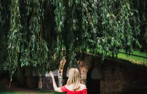  Top  Obiceiuri de Florii: Ramura de salcie sfintita, folosita si in scopuri terapeutice