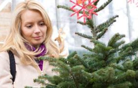 VIDEO: 'Salveaza bradul de Craciun!'