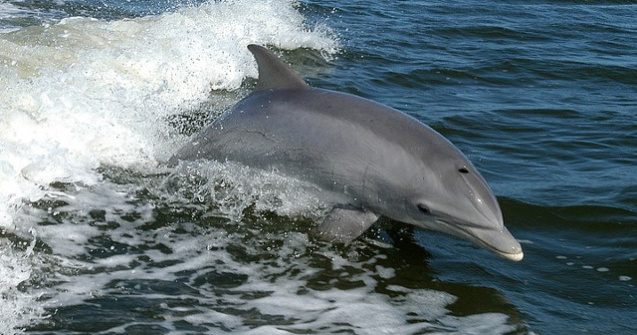 Pui de delfin mort, gasit pe digul din Eforie Sud/ VIDEO