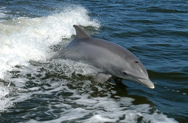 Pui de delfin mort, gasit pe digul din Eforie Sud/ VIDEO