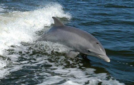 Pui de delfin mort, gasit pe digul din Eforie Sud/ VIDEO