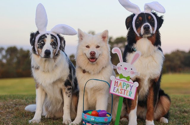 Si animalele se pregatesc de Paste: 10 imagini adorabile care iti vor aduce zambetul pe buze