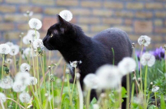 9 lucuri fascinante despre pisicile negre