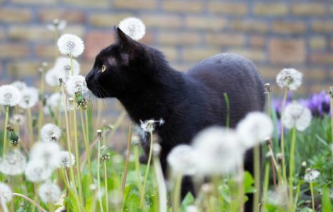  Top  Pisicile negre: 9 lucuri fascinante despre aceste feline