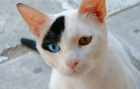 De ce fug pisicile de acasa?