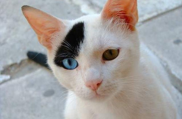 De ce fug pisicile de acasa?