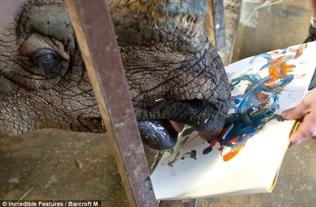 Rinocerul artist: Picturile lui Mechi