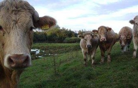 Armata americana pregateste macelari de profesie