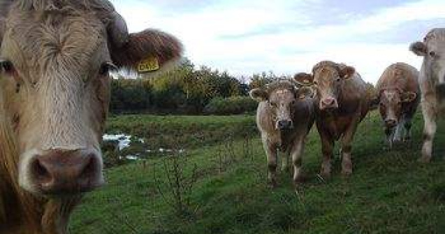 Armata americana pregateste macelari de profesie