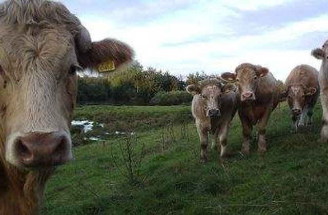 Armata americana pregateste macelari de profesie