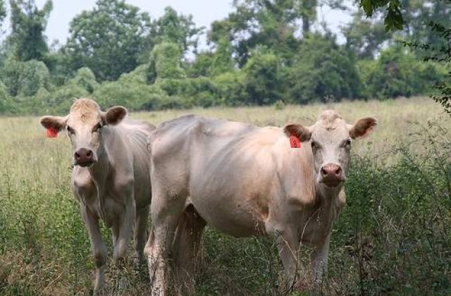Japonia interzice vanzarea de carne de vita de la Fukushima
