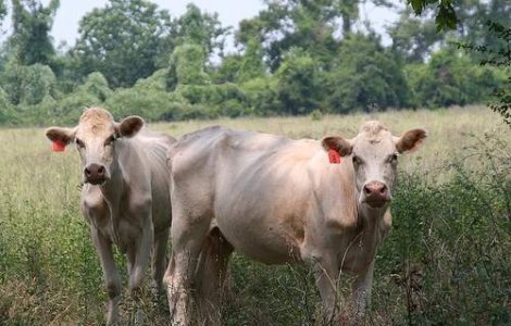 Japonia interzice vanzarea de carne de vita de la Fukushima