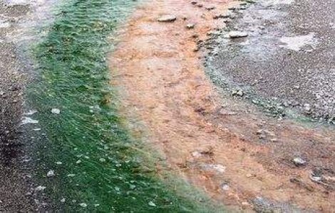 Litoralul romanesc, invadat de alge